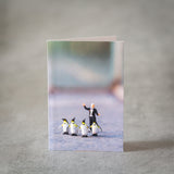 Minikort - Pingviner